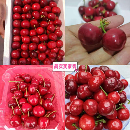 产地直采黑珍珠大樱桃1斤装 新鲜应季水果 商品图1
