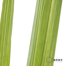 叶材 | 菖蒲叶【干枯不售后】