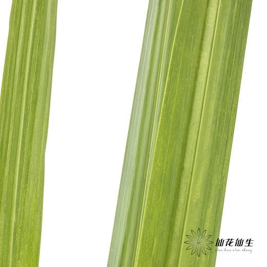 叶材 | 菖蒲叶【干枯不售后】 商品图0