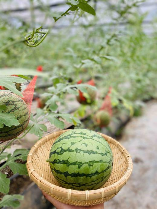 猪小惠绿色无公害拿比特西瓜