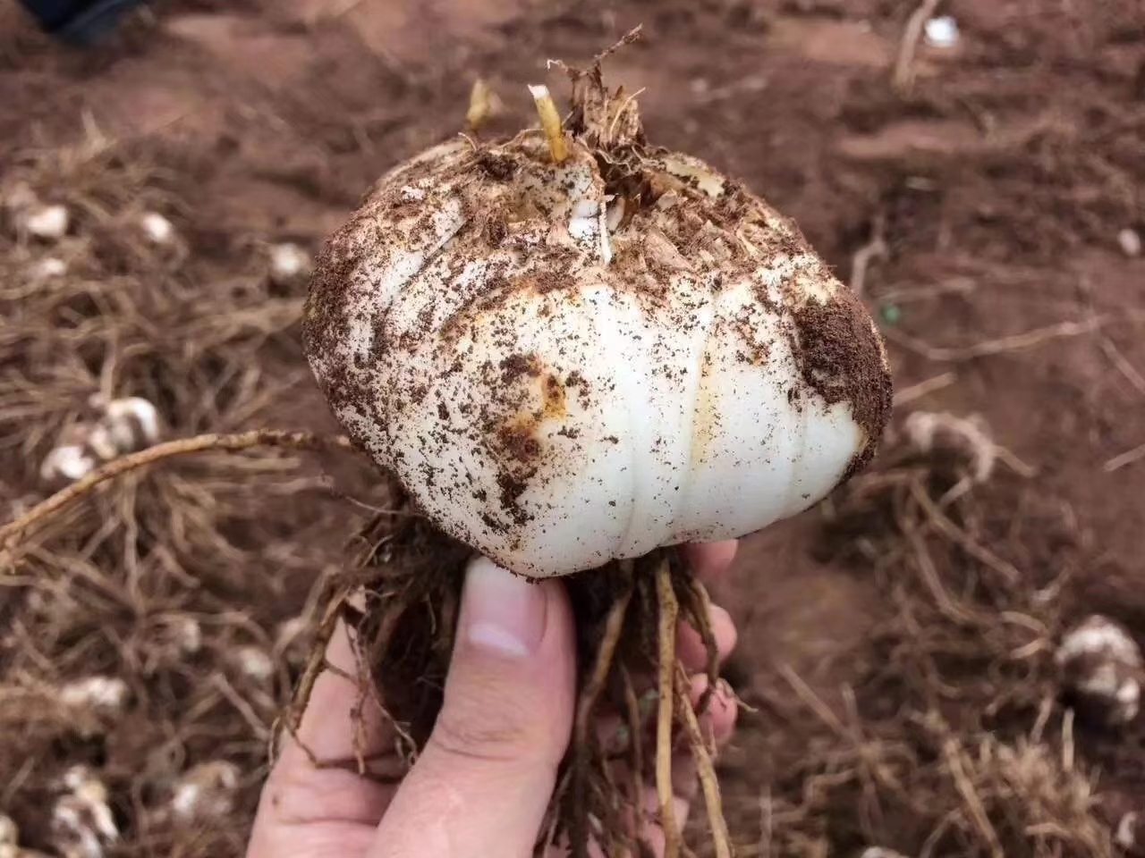 丨生态丨多年生兰州新鲜百合 生态种植