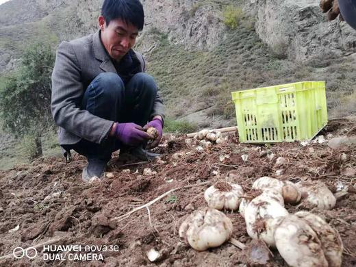 丨生态丨多年生兰州新鲜百合 生态种植 商品图5