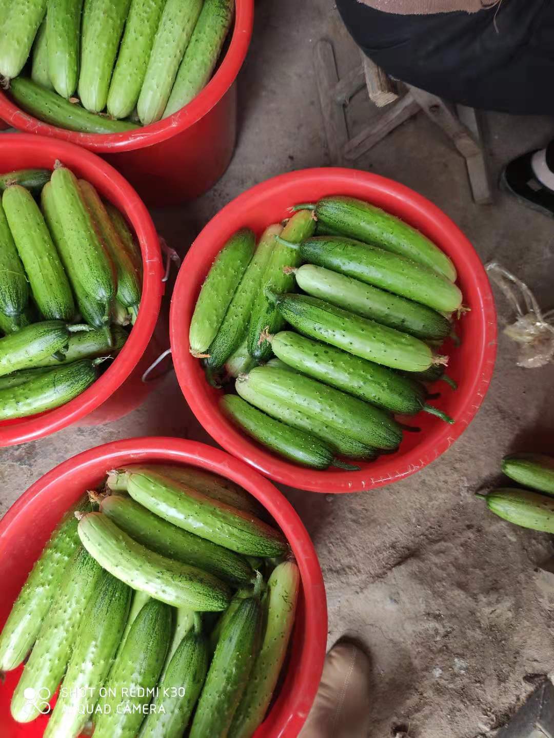 黄瓜如何不落秧轻松获高产