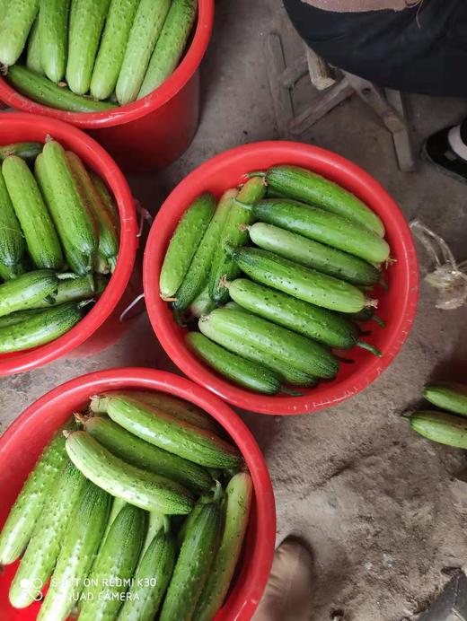 黄瓜如何不落秧轻松获高产 商品图0