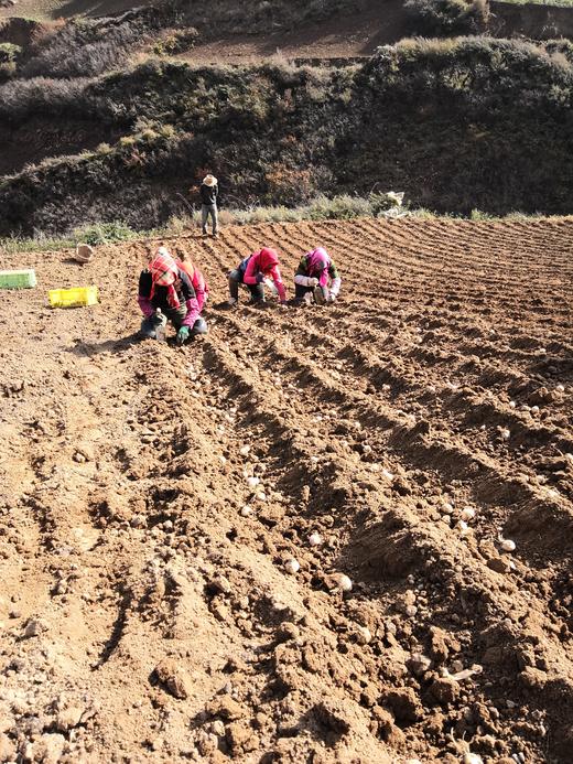 丨生态丨多年生兰州新鲜百合 生态种植 商品图4