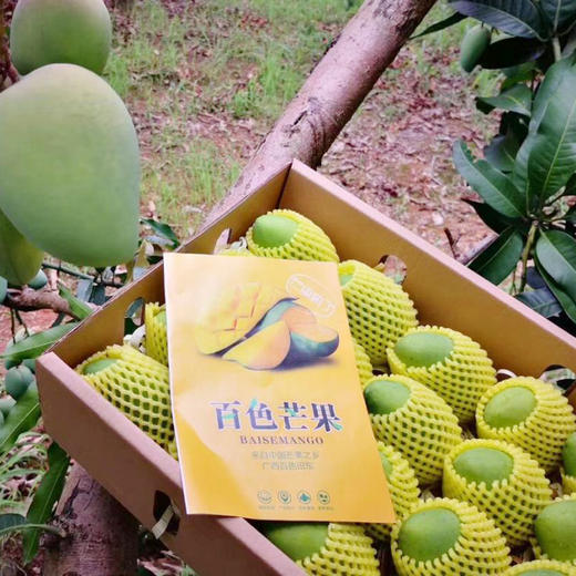广西百色台农芒果5斤/10斤 商品图1