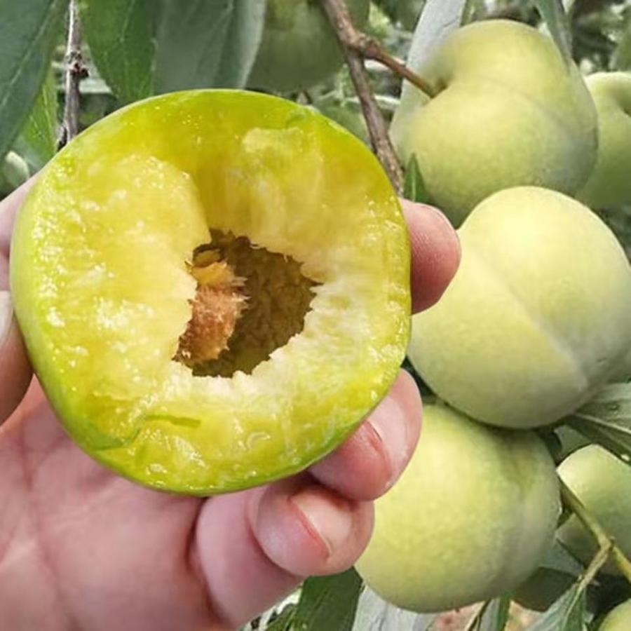 【尝鲜甄选】四川青脆李脱骨李脆甜爽口 儿时的味道