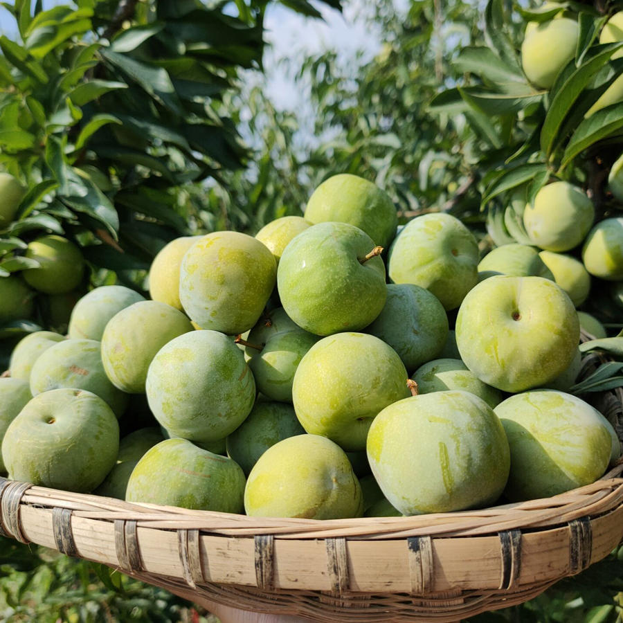 【尝鲜甄选】四川青脆李脱骨李脆甜爽口 儿时的味道