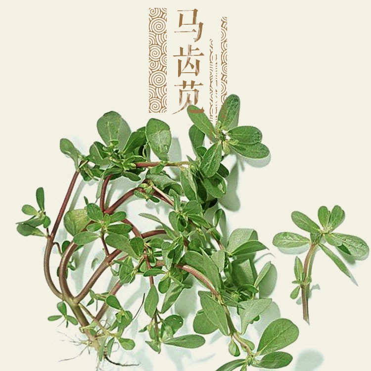 马齿苋/公斤@绿之盟农场