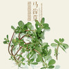 马齿苋/公斤@绿之盟农场 商品缩略图0