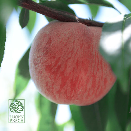 龙泉驿核心产品 水蜜桃12枚 精品大果 商品图1