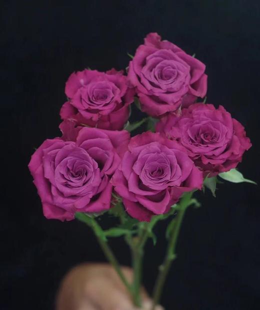 【AB级稀有蓝莓多头玫瑰·第二件减10元】5支/份    长约60cm 商品图5