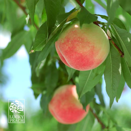 龙泉驿核心产品 水蜜桃12枚 精品大果 商品图2