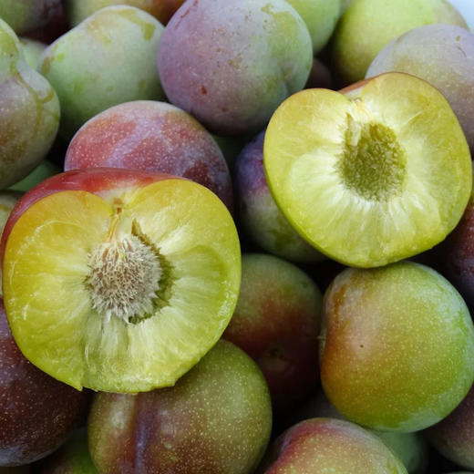 五月脆李 表皮红色 口感甜脆 - 版纳天天水果