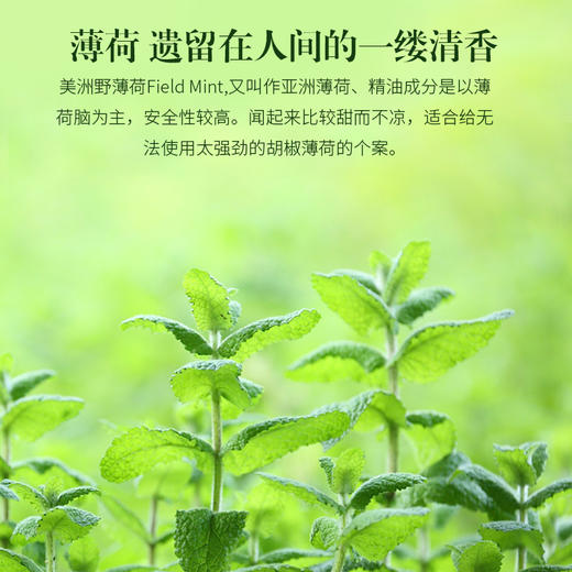 雅琪朵：野薄荷单方精油清 凉提神醒脑清凉降火舒缓 商品图4