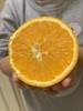 【9.9元2斤】伦晚甜橙（1500901） 商品缩略图1