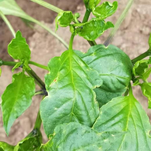 小虫子的防治 商品图0