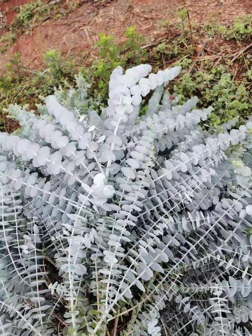 尤加利兰宝贝A 商品图1