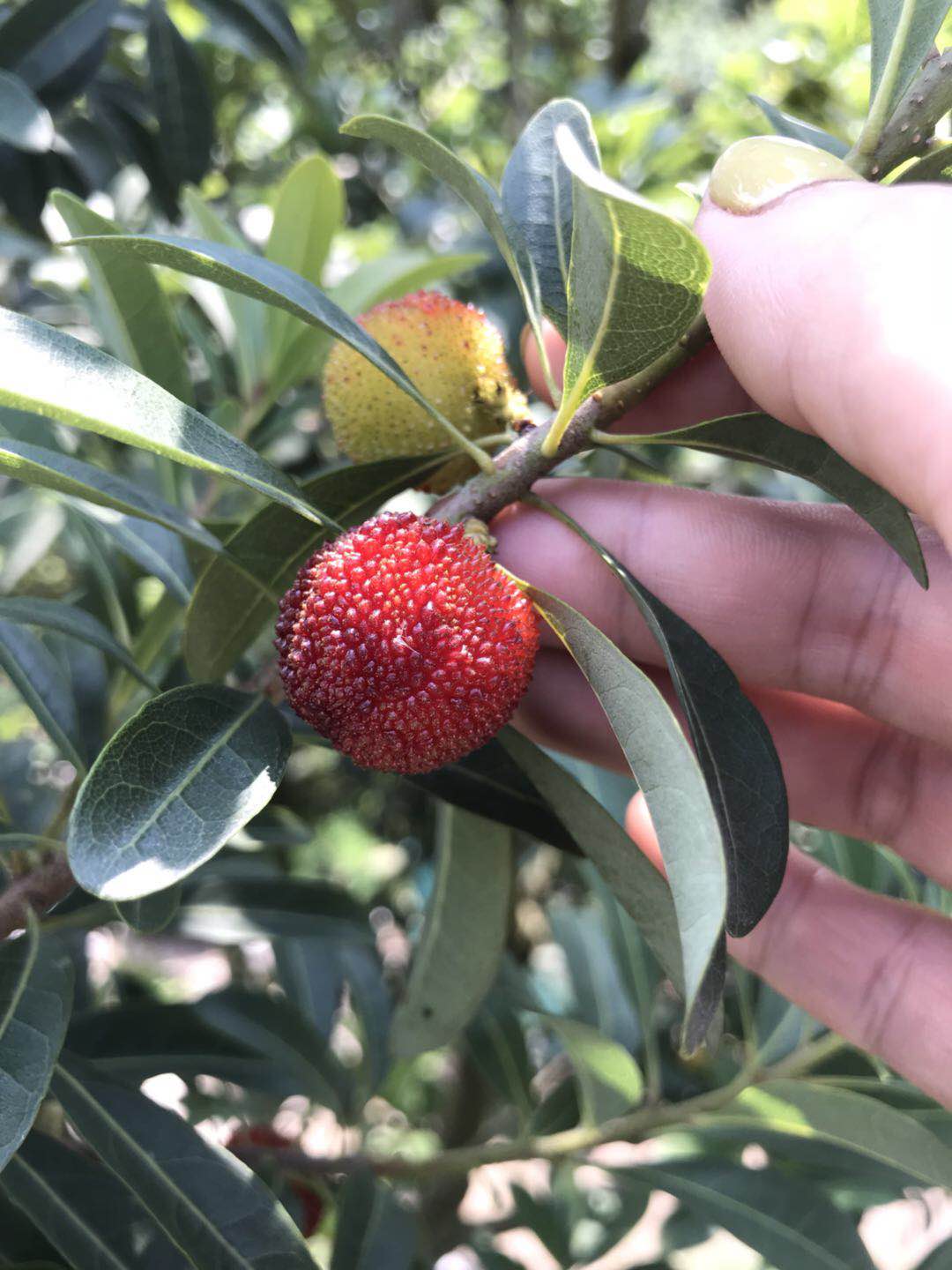 荸荠48小时发货东魁20日后始发仙居杨梅一次品味一生回味