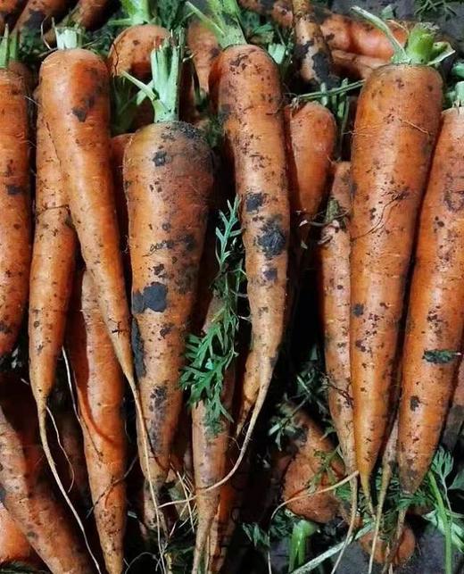 蔬菜种植 油菜、油麦菜、胡萝卜、西红柿、小白菜等常吃菜（250克） 商品图2