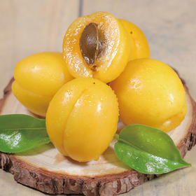 【尝鲜仅有15天】山东泰山珍珠杏 果香汁足 现摘现发