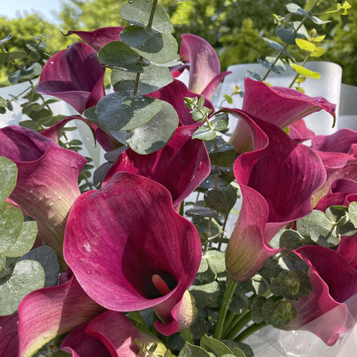 在你身边（海芋） 商品图1