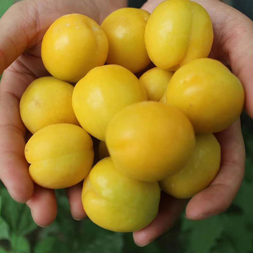 5天发货 | 新疆轮台小白杏超甜 约3.5斤 果肉细腻  醇厚多汁[福利品] 商品图8