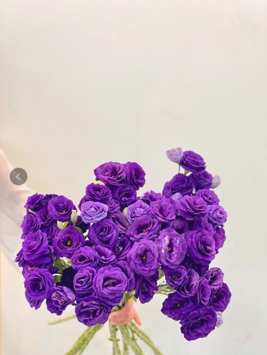 【周四秒杀】紫色桔梗花49.8元 商品图2