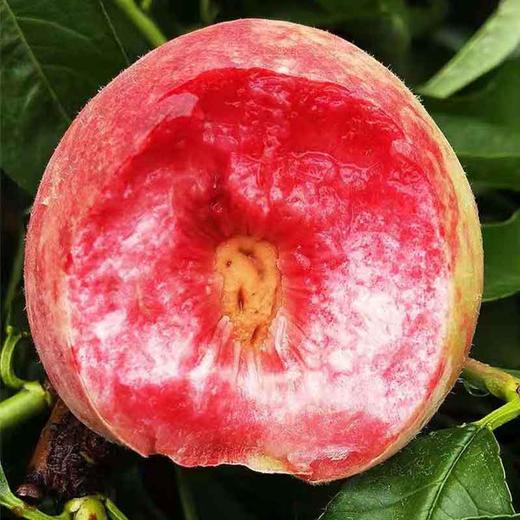 血丝蜜桃 商品图2