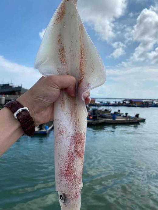 港岛姑娘 海上手钓大钓管火箭枪乌贼鱿鱼特大海兔子水晶管0.5-1.7斤/只活冻 商品图4