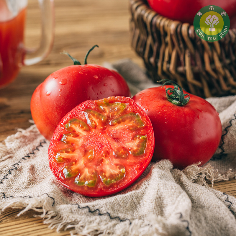 （发货时效3-5天）初恋有机西红柿番茄4.5-5斤装  芳香味浓郁有机农场种植 
