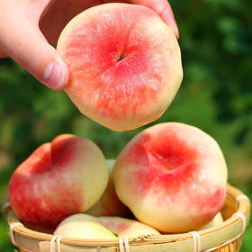 陕西王母毛蟠桃 新鲜现摘 薄皮香糯甜扁盘毛桃子 尝鲜期仅10天（4.5-5斤25-30枚装）