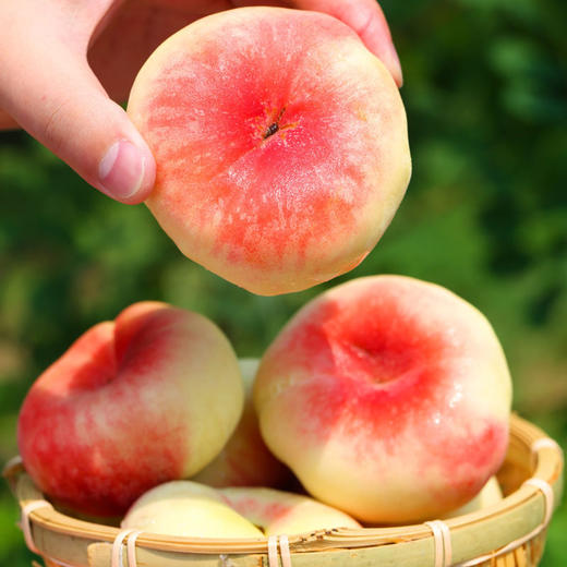 陕西王母毛蟠桃 新鲜现摘 薄皮香糯甜扁盘毛桃子 尝鲜期仅10天（4.5-5斤25-30枚装） 商品图0