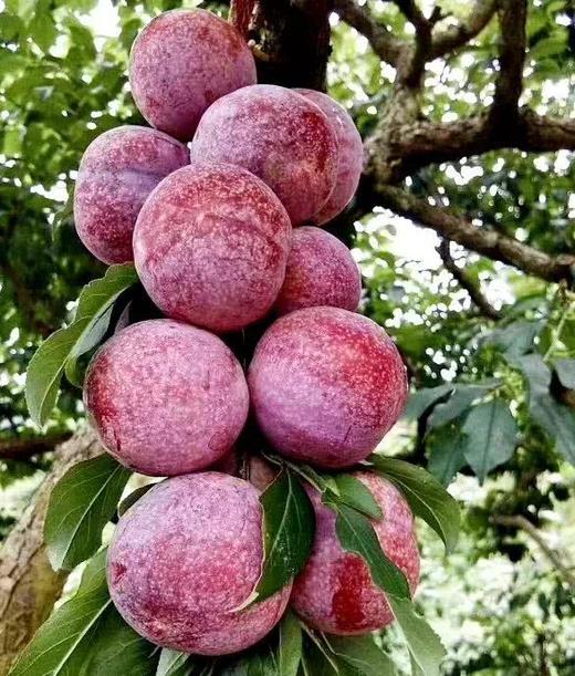 钱排三华李精品大果 净重3斤和5斤  全国包邮 商品图5