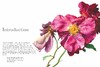 【现货】Rosie Sanders’ Roses: A celebration in botanical art，罗西·桑德斯的玫瑰:植物学艺术 商品缩略图1