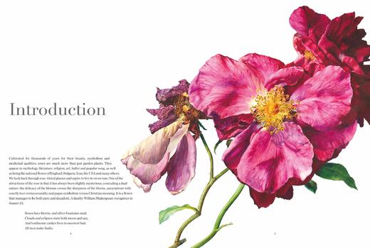 【现货】Rosie Sanders’ Roses: A celebration in botanical art，罗西·桑德斯的玫瑰:植物学艺术 商品图1