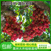 桂味荔枝（敬请期待） 商品缩略图2
