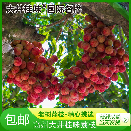 桂味荔枝（敬请期待） 商品图2