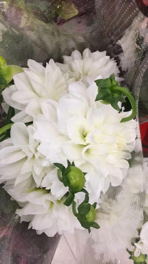 配花-大丽花-白色-5枝 商品图1