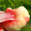 陕西王母毛蟠桃 新鲜现摘 薄皮香糯甜扁盘毛桃子 尝鲜期仅10天（4.5-5斤25-30枚装） 商品缩略图3