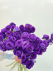 【周四秒杀】紫色桔梗花49.8元 商品缩略图1