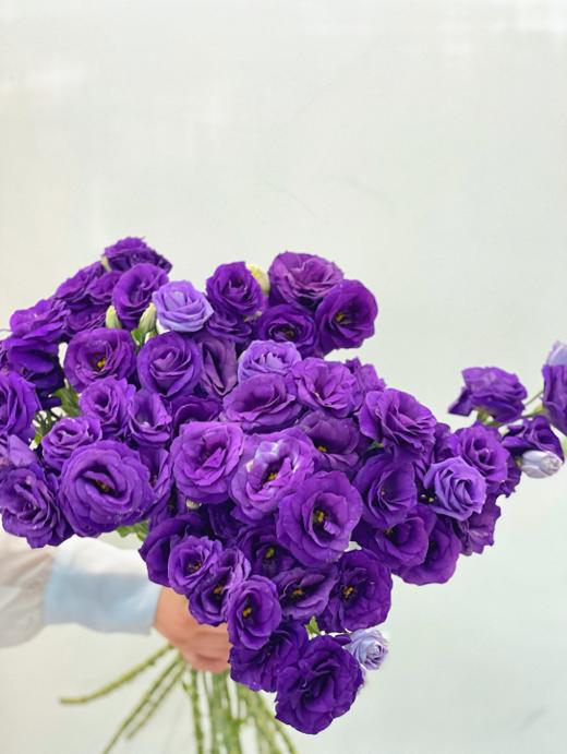 【周四秒杀】紫色桔梗花49.8元 商品图1