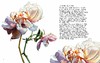 【现货】Rosie Sanders’ Roses: A celebration in botanical art，罗西·桑德斯的玫瑰:植物学艺术 商品缩略图5