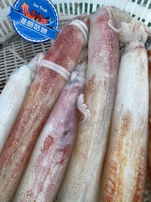 港岛姑娘 海上手钓大钓管火箭枪乌贼鱿鱼特大海兔子水晶管0.5-1.7斤/只活冻 商品图2
