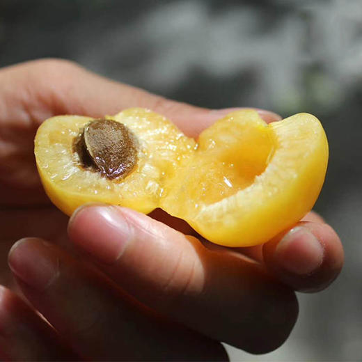 5天发货 | 新疆轮台小白杏超甜 约3.5斤 果肉细腻  醇厚多汁[福利品] 商品图0
