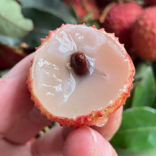 今晚10点截单老树桂味荔枝5斤装