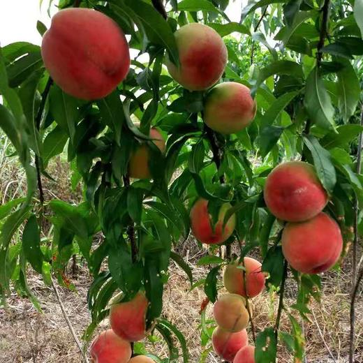 血丝蜜桃 商品图1