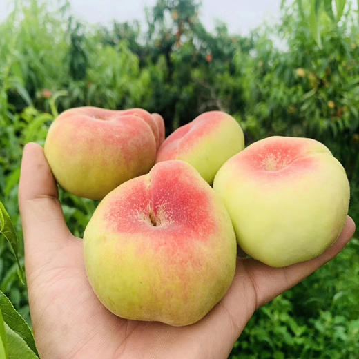 陕西王母毛蟠桃 新鲜现摘 薄皮香糯甜扁盘毛桃子 尝鲜期仅10天（4.5-5斤25-30枚装） 商品图1