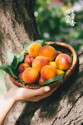 崂山蜜杏  新鲜水果 大红甜杏
