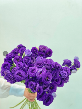 【周四秒杀】紫色桔梗花49.8元